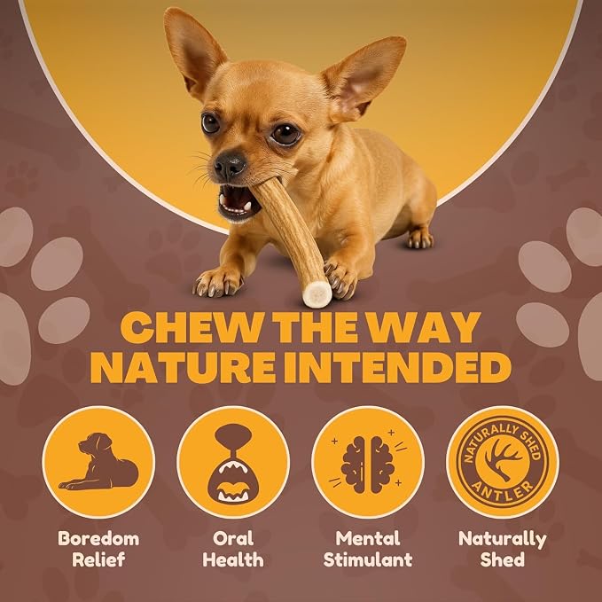 WhiteTail Naturals - Antlers for Extra Small Dogs (6 Pack) Deer Antler Dog Chew Bones for Extra Small Aggressive Chewers - Long Lasting Horn Chew Toys - Naturally Shed