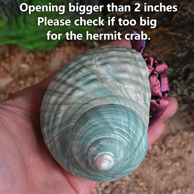 2pcs Large Hermit Crab Shells, XXL Size Opening 1.9-2.2" Big Hermit Crab Shells, Natural Sea Conch, Turbo Seashells Beach Decoration(2pcs XXL)