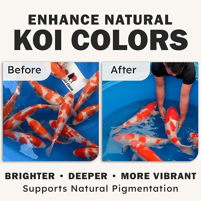 HARUTO Koi Food Color Enhancer 11lb - Color Enhancement & Scale Appearance | Spirulina & astaxanthin blend - color enhancing koi food supporting vibrant scale color, appearance care & color retention.