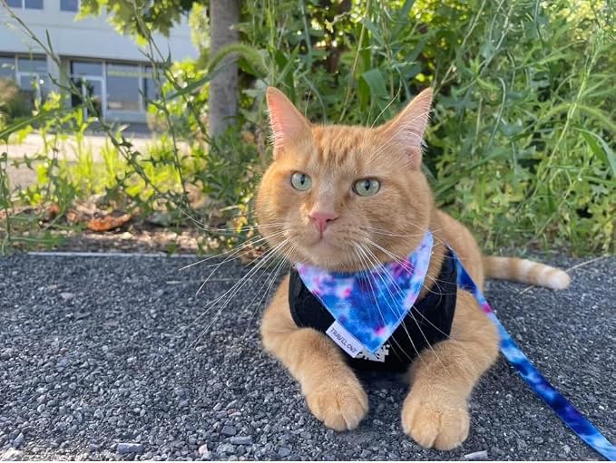 Travel Cat Grey Navigator Carrier Bag with Groovy Bandana Collar - Premium Cat Backpack and Stylish Collar for Travel and Outdoor Use