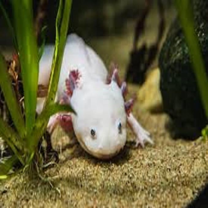 Axolotl Food, 3/16" Soft Moist Sinking Pellets, Rangen's Salmon Meal Pellets for Medium & Adult Axolotl. Also Shrimp, Snails, Crabs, All Tropical Fish…3-lbs 14.3oz Clear Bag