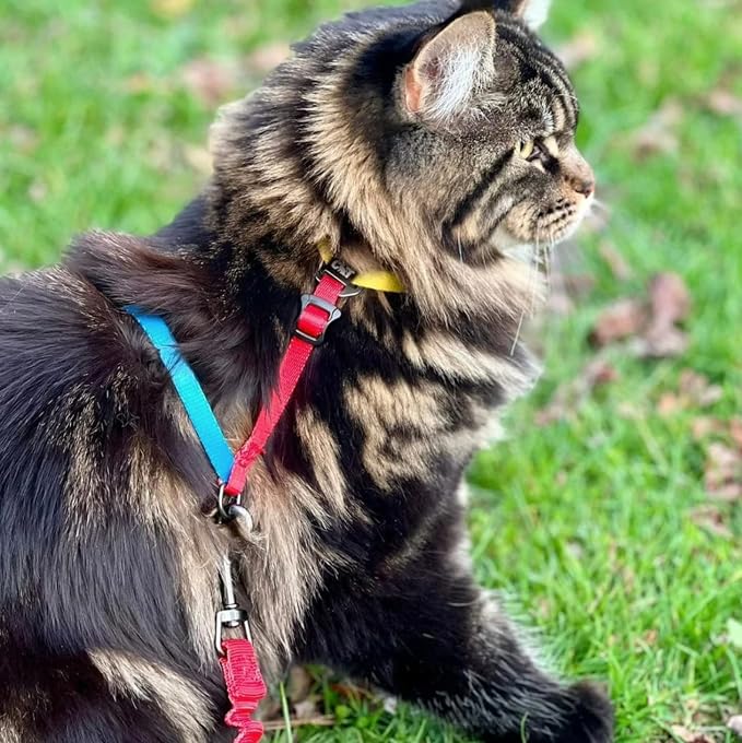 Fat Cat Backpack Carrier with Bubble Window & Adjustable Escape Proof Cat Harness and Bungee Leash Set - Airline Approved Kitten Travel Bundle for Outdoor, Hiking, and Pet Adventures - Aqua & Color Bl