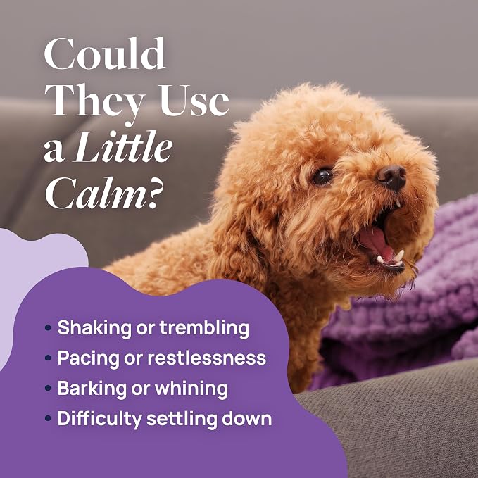 Veterinary Formula Pet Calm 120ct – Vet-Formulated Calming Chews for Dogs with L-Theanine, L-Tryptophan for Behavior Support, Relaxation Treats, Puppy Chews for Stressful Situations, Dog Calming Aid