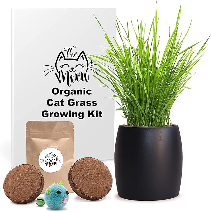 Best Value Organic Cat Grass Growing kit, Seed and Soil for 4 plantings.Cat Toy Gift to Cats as Well as Hairball Remedy. (Ebony)
