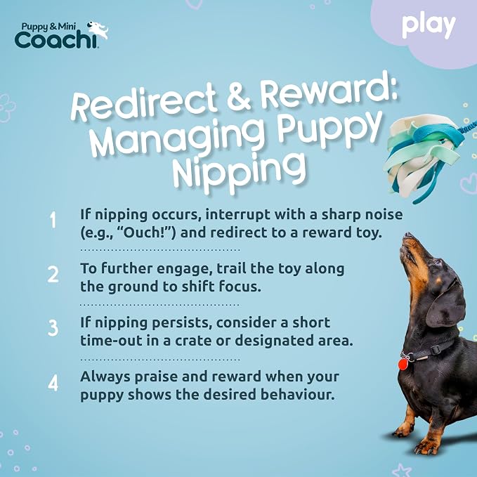 Coachi Puppy & Mini Tuggi Spider - Great for Tug & Play, Strong Dog Toy, Stretchy Bungee Handle, Reward Training, Recall, Agility, Interrupt Biting & Chewing. Suitable for Small Dogs & Puppies