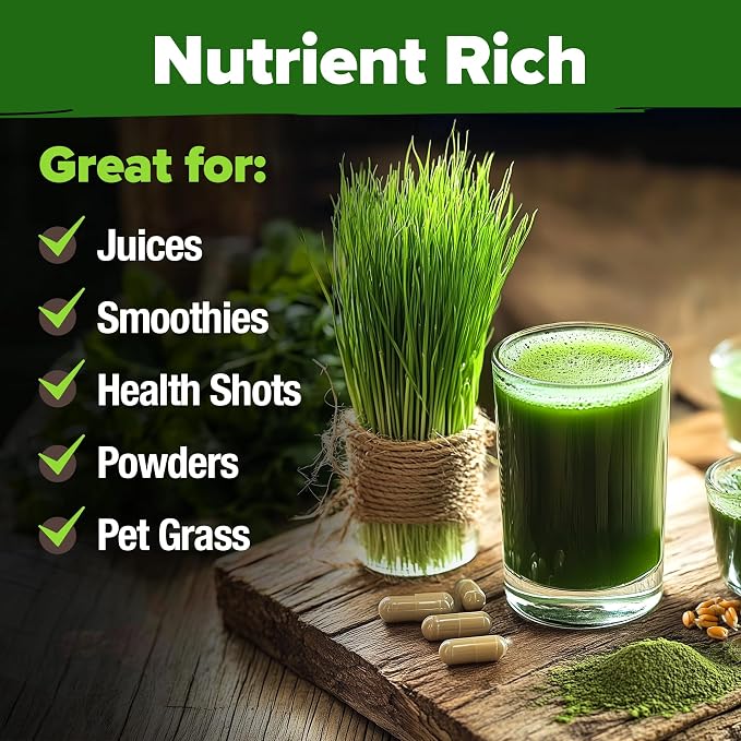 HOME GROWN 12,000+ Wheatgrass Seeds Bulk Pack & 𝗨𝗦𝗔 𝗣𝗥𝗘𝗠𝗜𝗨𝗠 Rosemary Seeds Pack - 150 & Thai Basil Seeds Pack - 438