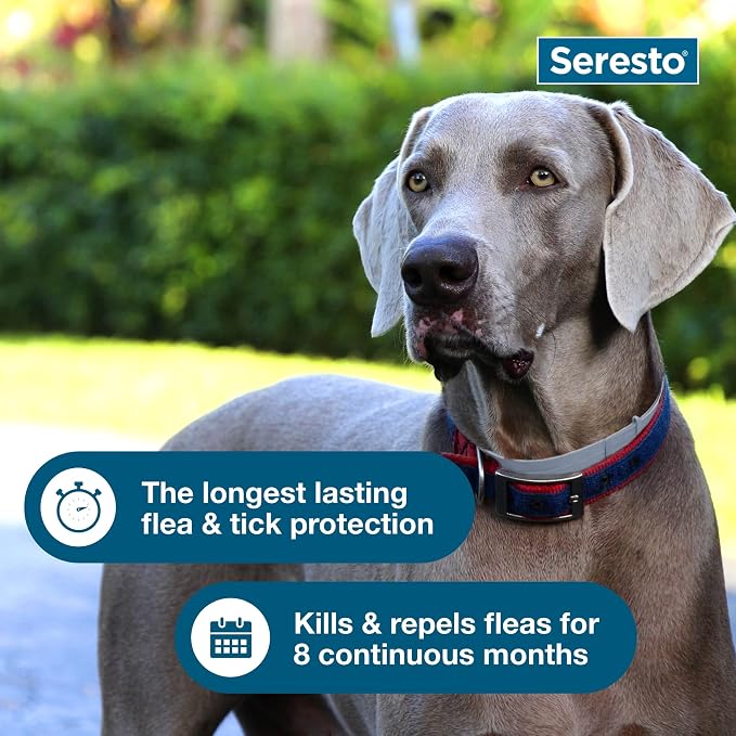 Bundle of Seresto Large Dog Over 18 lbs. + Pet Protect Calming Fast-Acting Soft Chews for Dogs 60 Count
