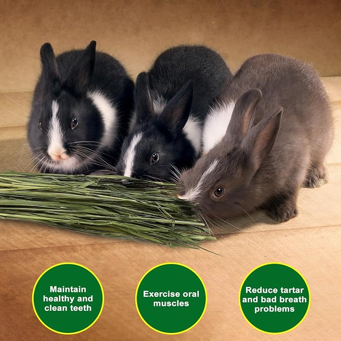 Premium Oat Hay for Pets - Dust Free Natural Green Fresh Pet Food Hay for Rabbits, Guinea Pigs, Chinchillas, Hamsters & Gerbils - 2.2lbs (2 packs of 1.1lbs）