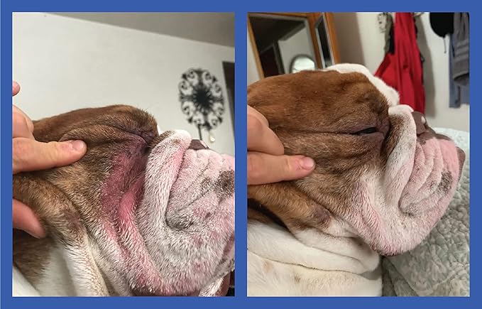 Squishface Wrinkle Paste - Bulldog, French Bulldog, Pug, English Bulldog – Cleans Wrinkles, Tear Stain, Tail Pockets, and Paws – Anti-Itch Tear Stain Remover & Bulldog Wrinkle Cream, 2 Oz.