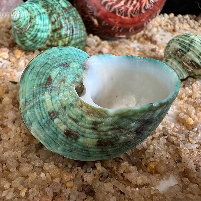 5pcs Hermit Crab Shells, M Size Opening 0.7-1.4", Natural Sea Conch, Turbo Seashells for Hermit Crab Supplies and Beach Decoration Large Sea Shell (5pcs M)