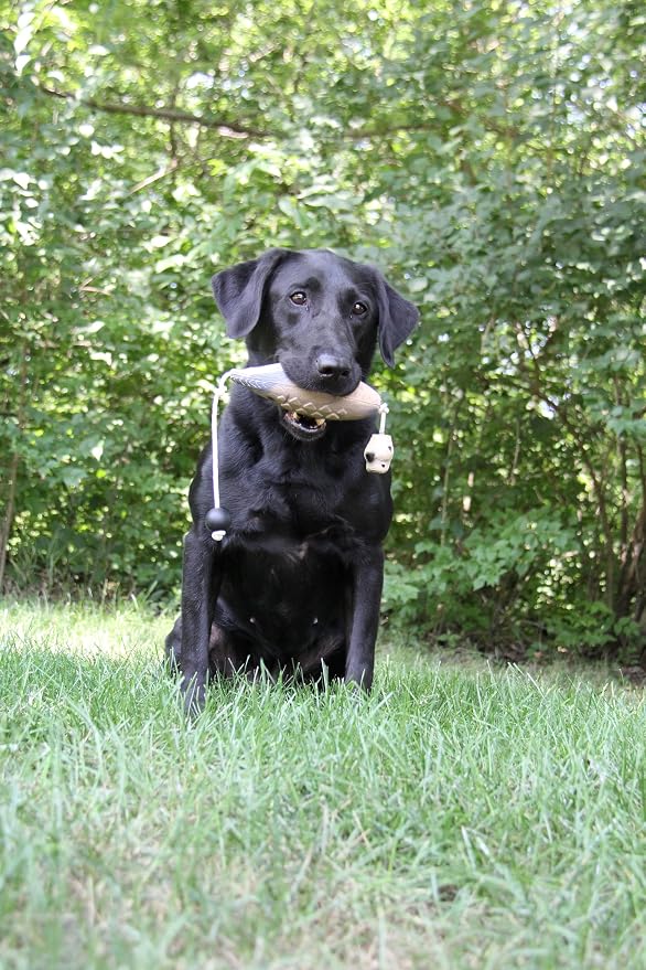 Dove Training Scent & Dummy for Dogs, 2oz – Scents to Train Hunting Dog for Tracking and Retrieving Doves for Upland Hunts