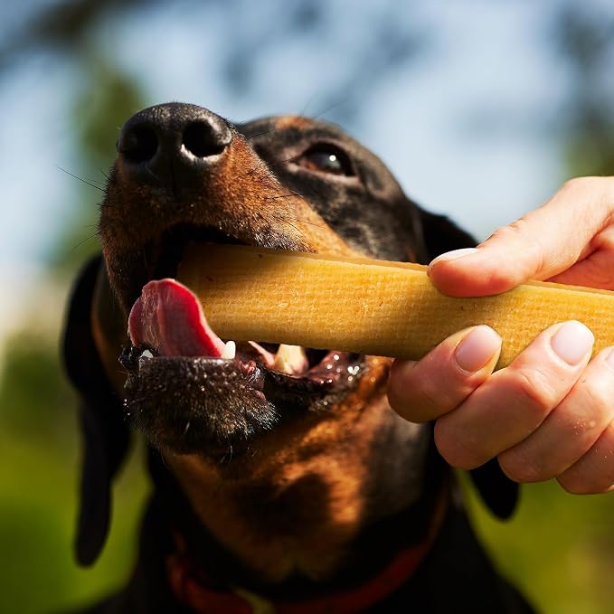 Wildfang® Yak Chews, Small for Dogs 22-33 lbs – Dog Dental Chew Stick, Hardness Like Himalayan Yak Cheese, Churpi-Style Cheese Sticks, Dog Treats & Puppy Training Treats, Approx 2 oz, Pack of 1