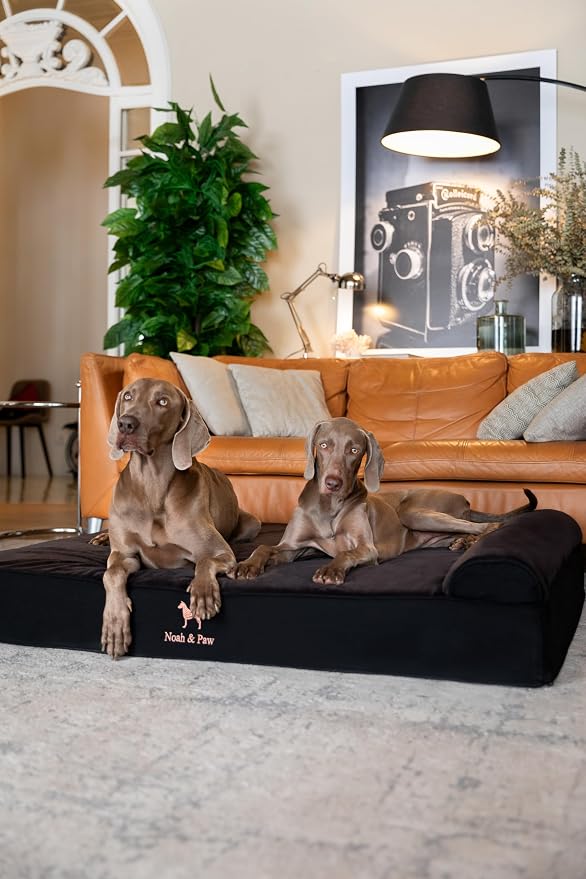 NOAH & PAW Giant Dog Bed XXL 55x45x9.5 Inch, Orthopedic Dog Beds, Eggshell Memory Foam Infused with Cooling Gel, Water Resistant, Machine Washable, Includes Inner Cover (Denim Collection)