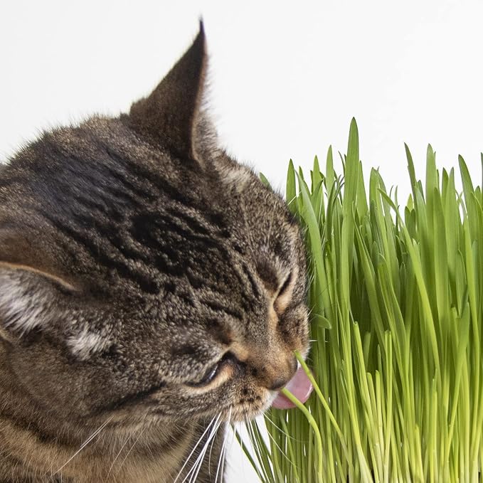 SmartyKat Sweet Greens Cat Grass Seed Grow Kit - 1 Ounce (Pack of 4)