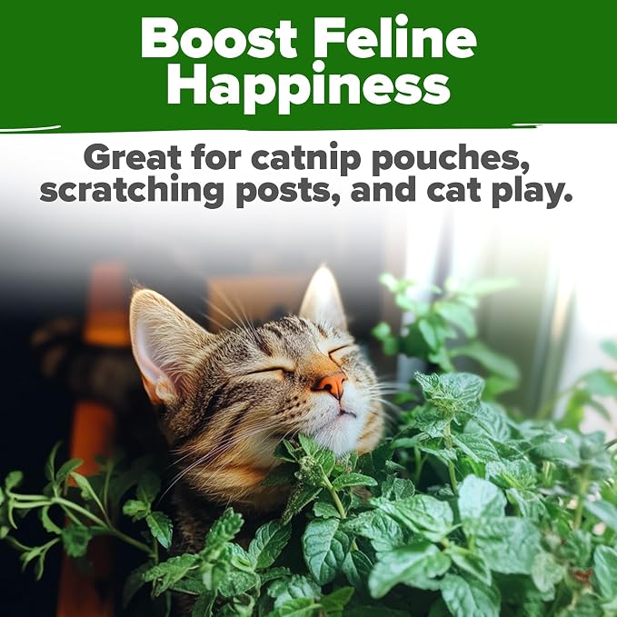 Cat Grass & Catnip Garden Kit – 1 lb Non-GMO USA Wheatgrass + 2,160 Cat Plant Seeds Mix (Catnip, Lemongrass, Licorice, Thyme, Valerian) + 2,116 Catnip Seeds – Pet-Friendly Indoor Garden for Cats