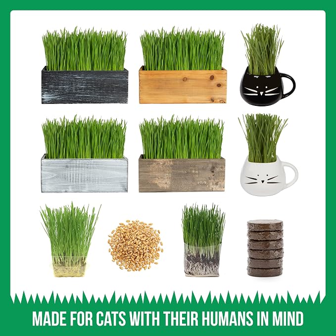 TCL Rustic Wooden Planter Cat Grass Kit with Refill