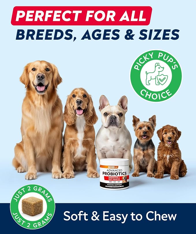 StrellaLab Vet Strength Dog Probiotics Treats - 60 Billion CFU per jar + Digestive Enzymes Prebiotics - Chewable Fiber Supplement w/Pumpkin - Diarrhea, Gas, Constipation, Upset Stomach Relief