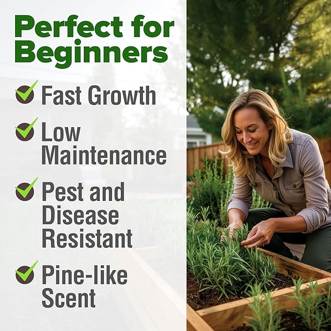 HOME GROWN 12,000+ Wheatgrass Seeds Bulk Pack & 𝗨𝗦𝗔 𝗣𝗥𝗘𝗠𝗜𝗨𝗠 Rosemary Seeds Pack - 150 & Thai Basil Seeds Pack - 438