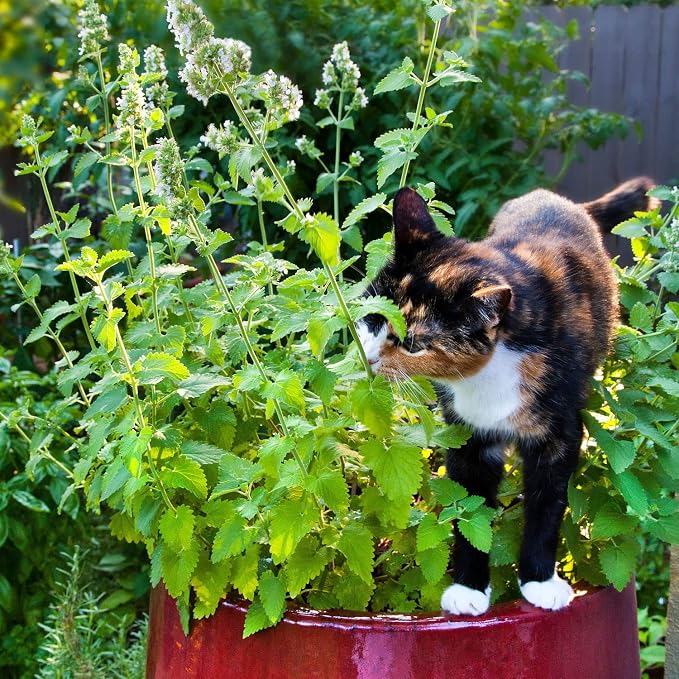 Bonnie Plants Catnip Live Herb Plants - 4 Pack, Pet Friendly, Grows Great In Containers, Fresh For Cats & Dries For Cat Sachets