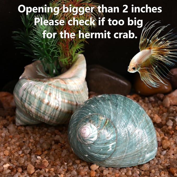 2pcs Large Hermit Crab Shells, XXL Size Opening 1.9-2.2" Big Hermit Crab Shells, Natural Sea Conch, Turbo Seashells Beach Decoration(2pcs XXL)
