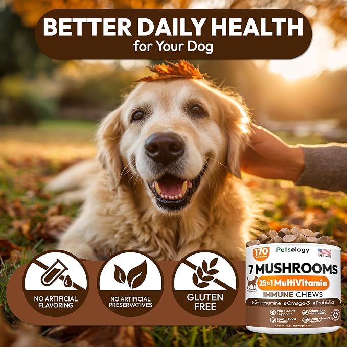 (2 Pack) Turkey Tail Mushroom for Dogs - 340 Chews - Lion’s Mane - Shiitake - Reishi - Buddy Immune Support Guard - Mushroom Supplement for Dogs with Glucosamine, Health Vitamins Multivitamin