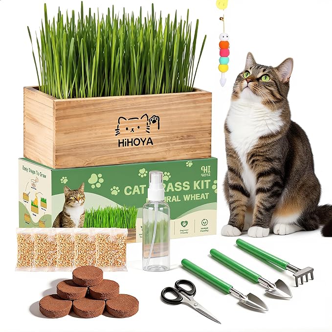 Cat Grass Kit for Indoor Cats - 5 Harvests Cat grass Growing Kit with Wooden Planter, 5 Seed Packets, 6 Soil Disks, Spray Bottle, Tools & Scissors - Natural Hairball Control for Nipping & Nibbling
