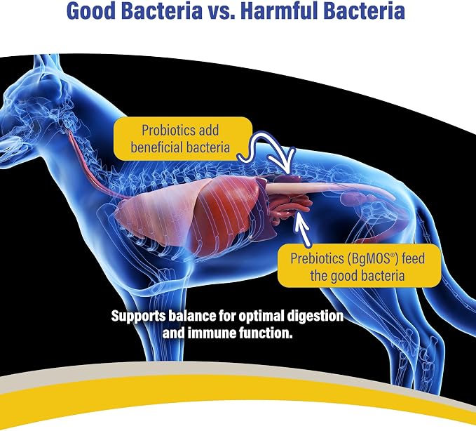 Doc Roy’s GI Synbiotics Probiotic & Prebiotic Granules for Dogs & Cats, Digestive & Immune Health Supplement with Live Cultures, BgMOS & Beta Glucans, Chicken Flavor, 454g Granules