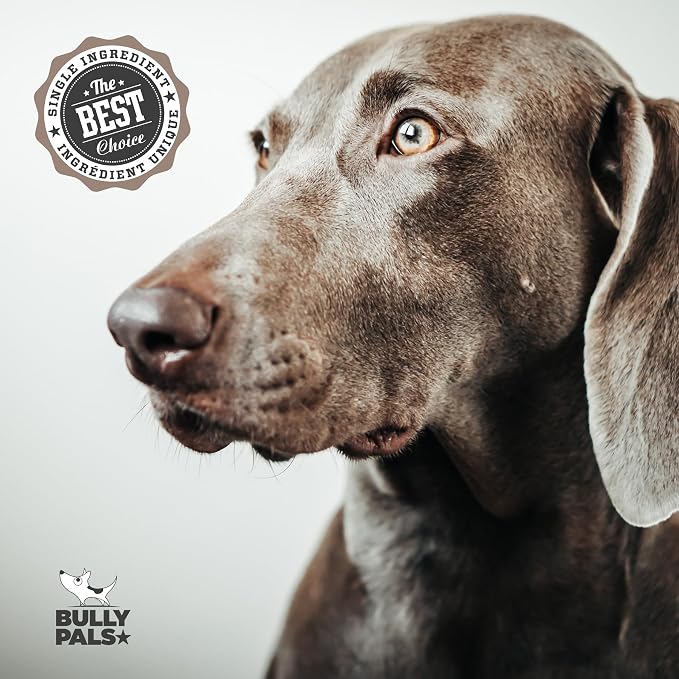 12 inch Jumbo Bully Sticks for Large Dogs (5 Pack) - Extra Thick Beef Pizzle Sticks, Long Lasting Dog Bones, Easily Digestible Dental Chews, Naturally Low Odor, Rawhide Free Dog Treats