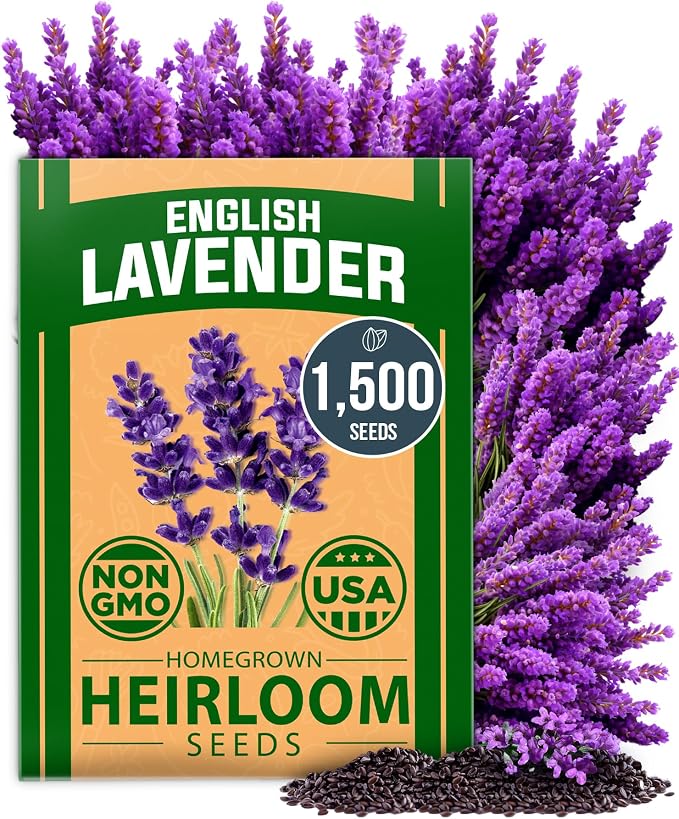 HOME GROWN White Sage Seeds 646 & English Lavender 1,500 & 1 Pound Cat Grass Seeds for Cat & Kittens