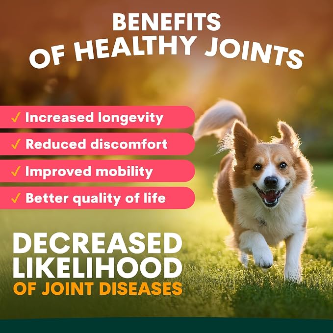 Petz Park Hip + Joint for Dogs 45 Scoops, Glucosamine for Dogs with Chondroitin and MSM, Dog Hip and Joint Supplement for Mobility Support, Dog Food Topper Powder for Joint Health and Flexibility
