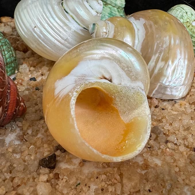 5pcs Hermit Crab Shells, M Size Opening 0.7-1.4", Natural Sea Conch, Turbo Seashells for Hermit Crab Supplies and Beach Decoration Large Sea Shell (5pcs M)