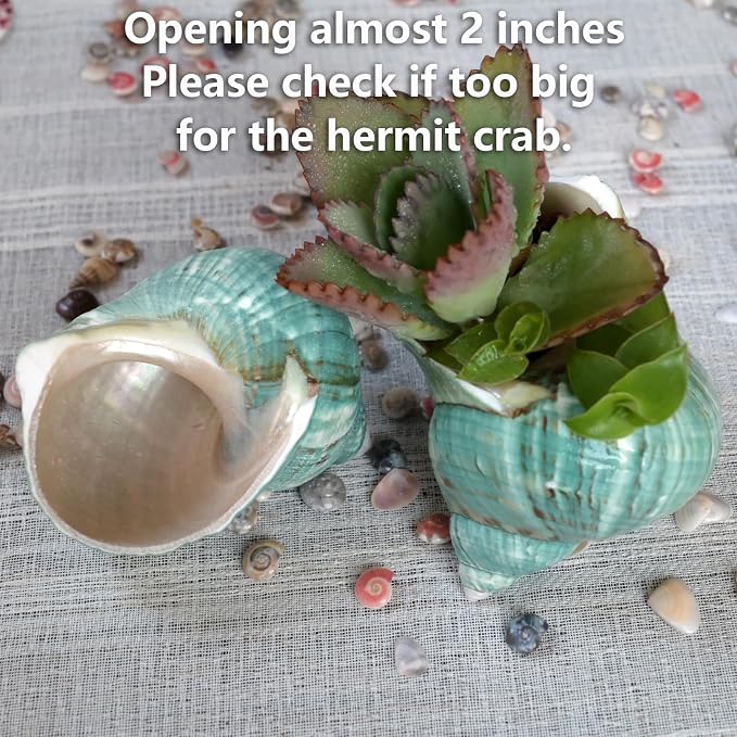 2pcs Big Hermit Crab Shells, XL Size Large Conch Opening 1.8-2", Natural Sea Turbo Seashells for Hermit Crab Supplies and Beach Decoration Large Sea Shell (2pcs Green, XL)