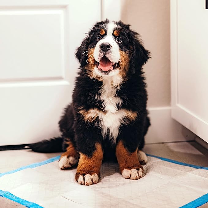 Four Paws Wee-Wee Superior Performance Unscented Puppy Pee Pads for Dogs & Puppies, Quilted Leak-Proof Dog Housebreaking Potty Training Floor Protection, Pet Supplies, 22" x 23", 200 Count