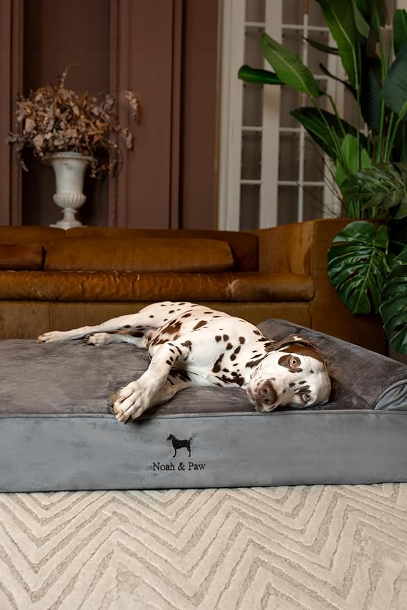 NOAH & PAW XL Dog Bed, 45x35x9.1 Inch, Orthopedic Large Dog Beds, Eggshell Memory Foam Infused with Cooling Gel, Water Resistant, Machine Washable, Includes Inner Cover (Velvet Collection)