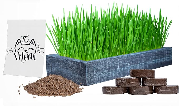Cat Grass for Indoor Cats – Organic Wheatgrass Kit with American Cedar Wood Planter (17x6x3), 1lb Organic Wheatgrass Seeds & 6 Soil Disks, Made in The USA (Coastal Turquoise)