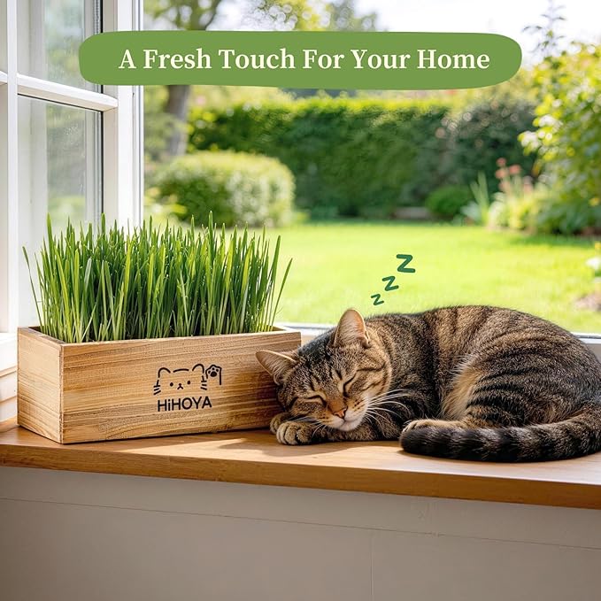 Cat Grass Kit for Indoor Cats - 5 Harvests Cat grass Growing Kit with Wooden Planter, 5 Seed Packets, 6 Soil Disks, Spray Bottle, Tools & Scissors - Natural Hairball Control for Nipping & Nibbling