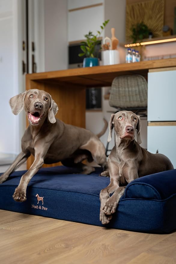 NOAH & PAW Giant Dog Bed XXL 55x45x9.5 Inch, Orthopedic Dog Beds, Eggshell Memory Foam Infused with Cooling Gel, Water Resistant, Machine Washable, Includes Inner Cover (Denim Collection)