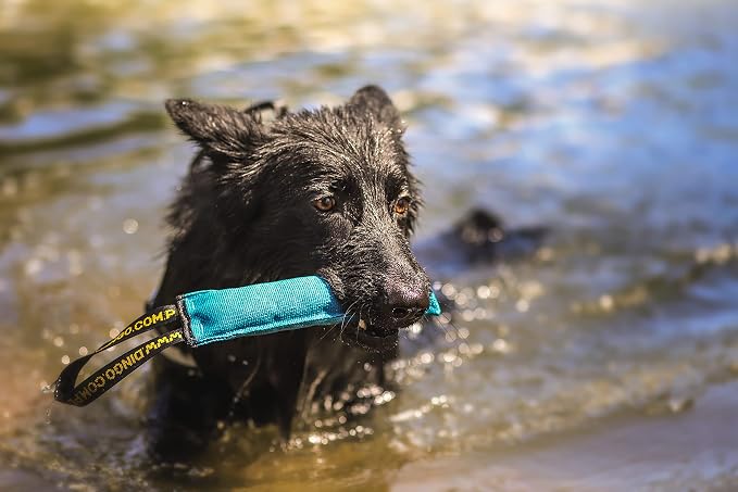 Dingo Cotton tug Toy with Handle, for Catch Retrieving and tug of war, Dog bite Pillow Floating on the Water, Four Colours, L Z30002