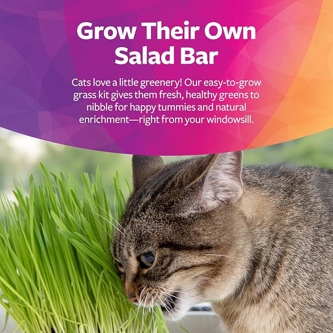 SmartyKat Sweet Greens Organic Oat Grass All-in-One Cat Grass Grow Kit, Easy-to-Grow to Support Digestion & Hairball Reduction