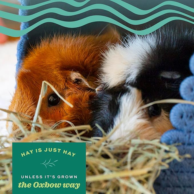 Oxbow Timothy Hay, Rabbit & Guinea Pig Hay, High Fiber for Digestive Health, Grown in The USA, Veterinarian Recommended Small Pet Supplies, Bulk Food for Rabbits, Guinea Pigs, & Chinchillas, 40 lbs