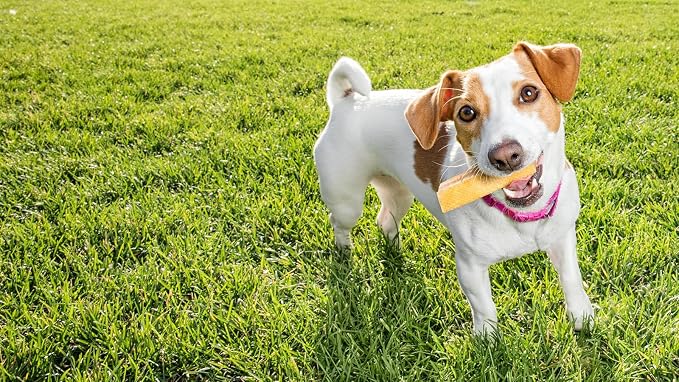 peaksNpaws Yak Cheese Himalayan Dog Chews, High Protein, Natural Dog Treats Small Dogs, Lactose Free Chew Sticks for Aggressive Chewers, Long Lasting Pet Treat for Dogs Under 15 lbs, 3lb Bulk Small