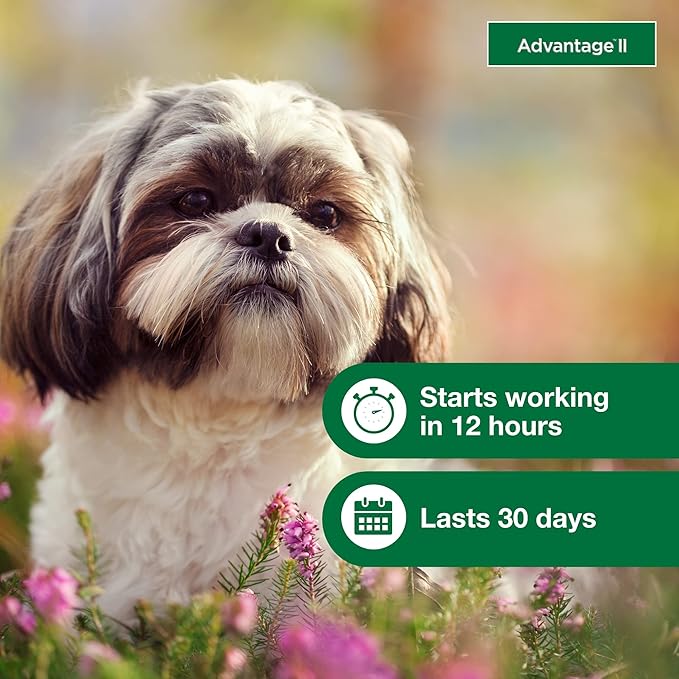 Advantage II Small Dog Vet-Recommended Flea Treatment & Prevention | Dogs 3-10 lbs. | 4-Month Supply