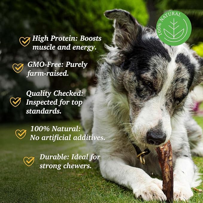 Bully Sticks for Large Dogs and Feroucious Chewers All Natural Dog Chews, Free Range Grass Fed Beef Sticks Treats. (6" Junior (25-Pack))