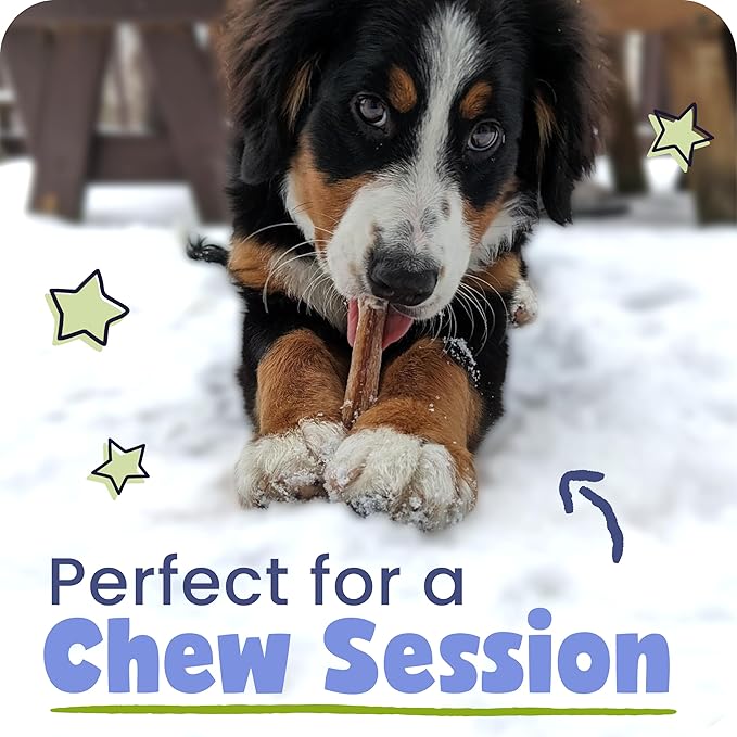 Pawstruck Natural 5-8" Bully Sticks for Dogs - Best Long-Lasting, Rawhide-Free, Low Odor Dental Chew Treat - Healthy Single Ingredient, 100% Real Beef - 8 oz Bag - Packaging May Vary