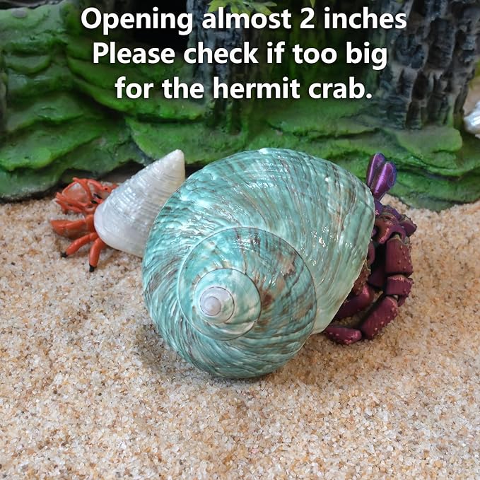 2pcs Big Hermit Crab Shells, XL Size Large Conch Opening 1.8-2", Natural Sea Turbo Seashells for Hermit Crab Supplies and Beach Decoration Large Sea Shell (2pcs Green, XL)