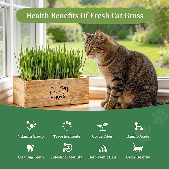 Cat Grass Kit for Indoor Cats - 5 Harvests Cat grass Growing Kit with Wooden Planter, 5 Seed Packets, 6 Soil Disks, Spray Bottle, Tools & Scissors - Natural Hairball Control for Nipping & Nibbling
