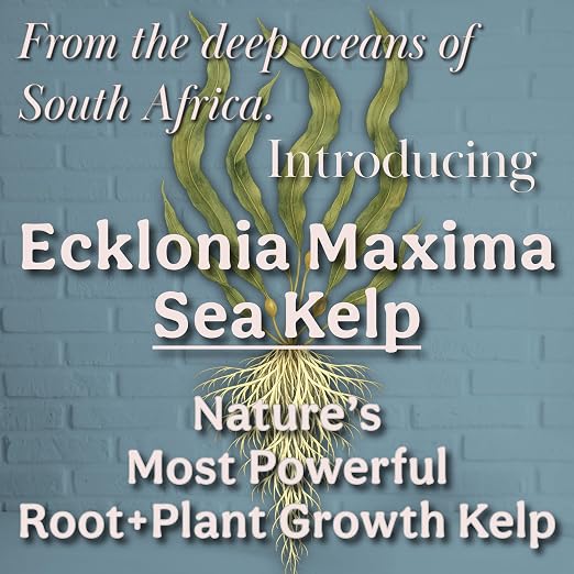 Organic Liquid Kelp & Seaweed Extract Prop Drop (Ecklonia Maxima) – Root + Plant Growth Hormone & Root Plant Food for Water Propagation, Hydroponics & Soil – 16oz 120 Gallons