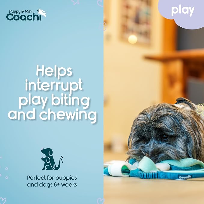 Coachi Puppy & Mini Tuggi Spider - Great for Tug & Play, Strong Dog Toy, Stretchy Bungee Handle, Reward Training, Recall, Agility, Interrupt Biting & Chewing. Suitable for Small Dogs & Puppies