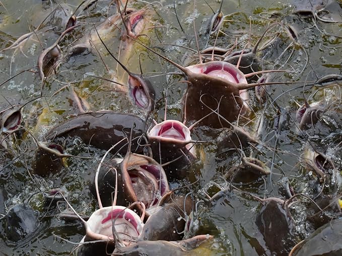 Evergreen Farm and Garden 50 lbs Catfish Food 32% Protein 4% Fat - Lake, Pond, or Aquarium Fish