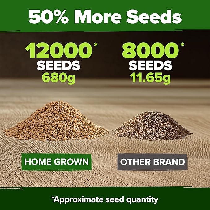 HOME GROWN 12,000+ Wheatgrass Seeds & HOME GROWN Indoor Organic Herb Garden Kit – Unique Christmas Gift for Adults, Men, & Women - Grow 4 Herb Seeds